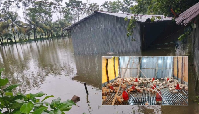 টানা বৃষ্টিতে ডুবে গেছে মাছের ঘের-পোল্ট্রি খামার