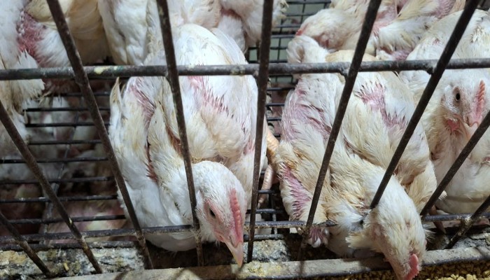 ব্রয়লারের কেজি ২৩০