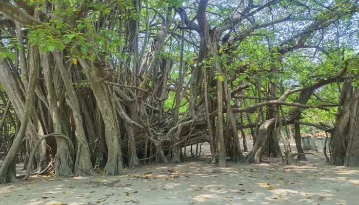 ৩.৫ একর জায়গাজুড়ে ৪০০ বছরের রহস্যঘেরা বটগাছ