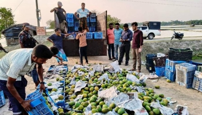 রাসায়নিক দিয়ে পাকানো ৩৩৬০ কেজি আম জব্দ