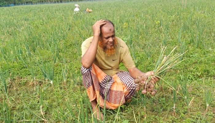 ​ক্ষতিগ্রস্ত পেঁয়াজ চাষীদের পুনরায় বীজ সরবরাহ করা হচ্ছে