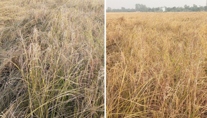 ​ধানের ব্লাস্ট রোগে ফলনে বিপর্যয়!