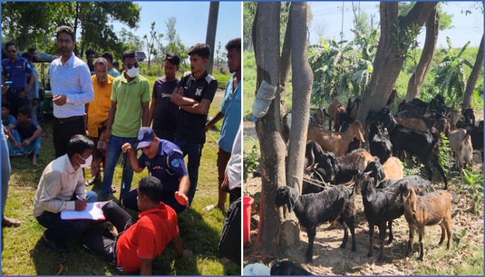 ছাগলের পেটে পানি ঢুকিয়ে ওজন বৃদ্ধি, ৯ জনের কারাদণ্ড