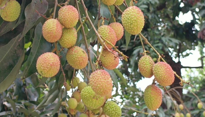 বেদেনা লিচুর জিআই স্বীকৃতি: রফতানির উদ্যোগ চান কৃষকরা