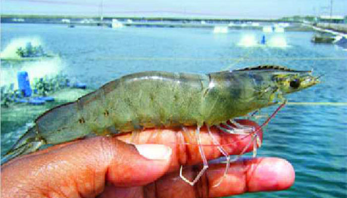 একটি চিংড়ির দাম ১০ হাজার টাকা!