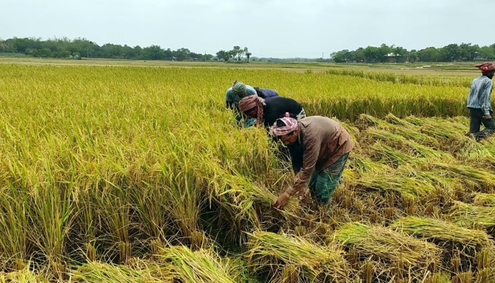 ​ঝড়ের আতঙ্ক কৃষকের মনে