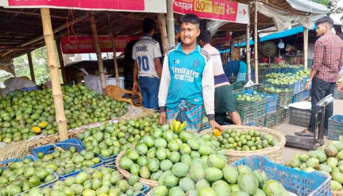 গরম-ঈদের ছুটিতে আম চাষির সর্বনাশ