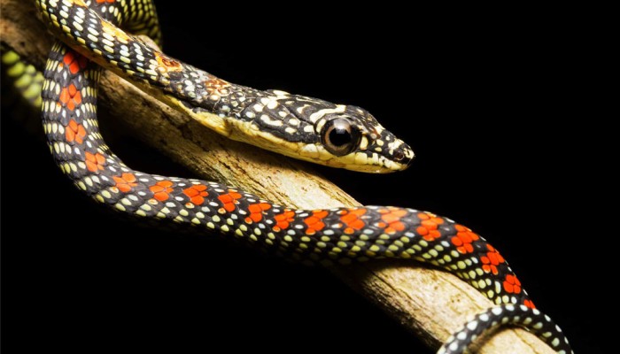 ​বসতঘরে ঢুকেছিল অপরূপ সুন্দর দুই কালনাগিনী, অতঃপর...