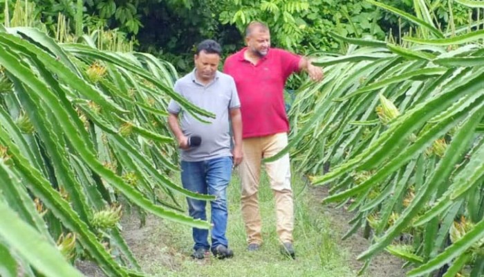 ​আধুনিক পদ্ধতিতে ড্রাগন চাষে তাক লাগলেন মাসুম