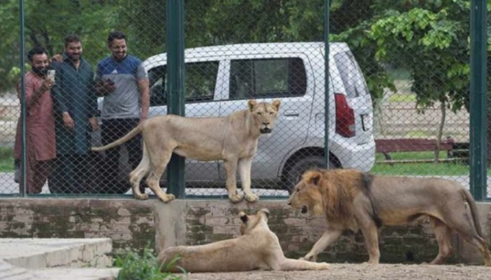​অবৈধভাবে পালিত ১৮টি সিংহ জব্দ