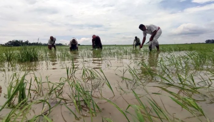 ​গাজনার বিলে পানির নিচে ২০০ বিঘা জমির ধান