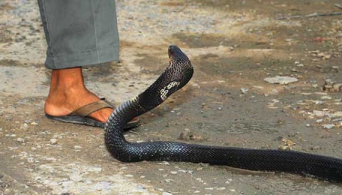 বর্ষায় বেড়েছে সাপের উপদ্রব, সারা দেশে ছয়জনের মৃত্যু