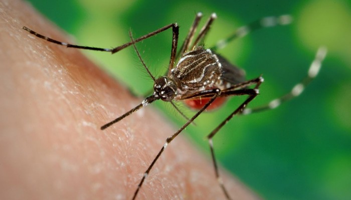 ​ডেঙ্গুতে আরও তিনজনের মৃত্যু, হাসপাতালে ৪২৫