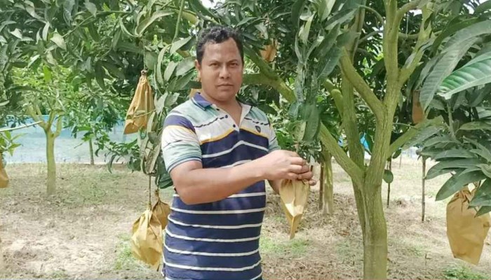 নিরাপদ আম উৎপাদনে সফল দিনাজপুরের নিরঞ্জন সরকার