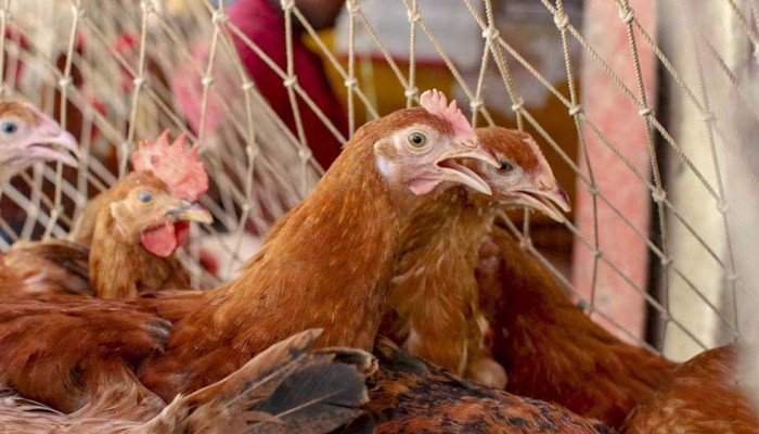 ​তবে কি সোনালি মুরগির মাংস খাওয়া যাবে না?