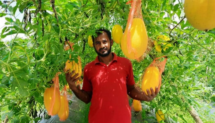 ​মাচায় ঝুলছে হলুদ-সবুজ রসালো তরমুজ