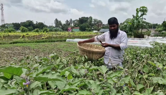 সিন্ডিকেটের ফাঁদে নরসিংদীর সবজি চাষিরা