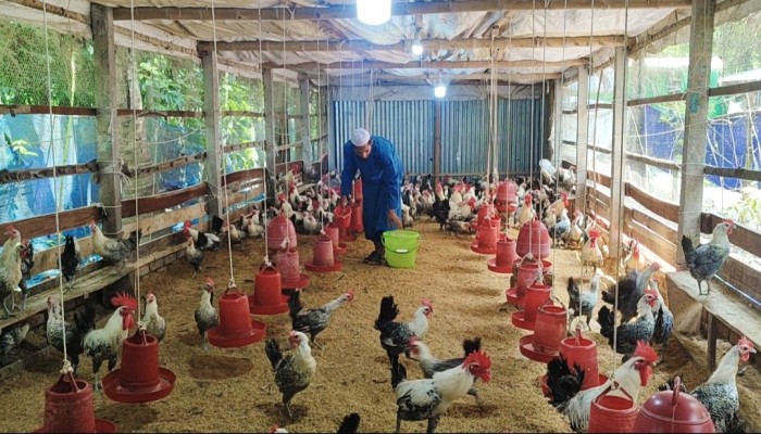 ​ছোট্ট খামারেই মাসিক আয় অর্ধলক্ষ টাকা