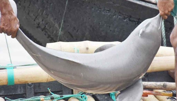 ​পদ্মায় ধরা পড়ল এক মণের শুশুক