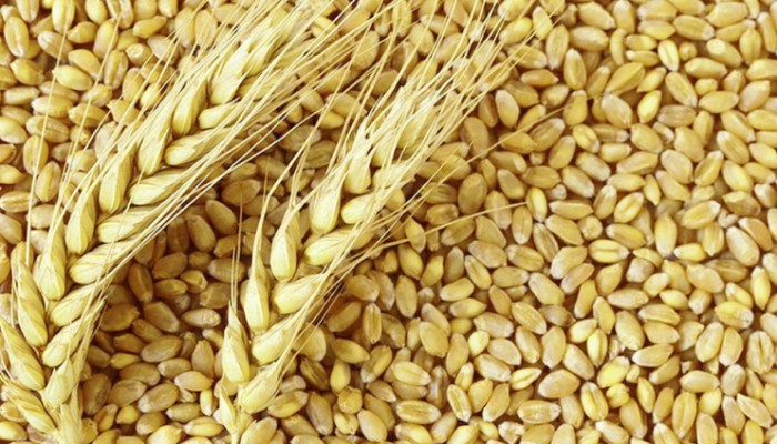 শুল্ক কমাতে আমেরিকা থেকে ২ লাখ টন গম কিনবে সরকার