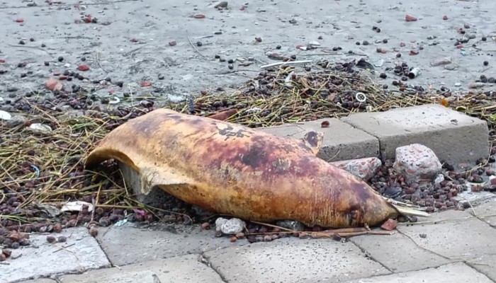 ​কুয়াকাটা সৈকতে ভেসে এলো মৃত ডলফিন