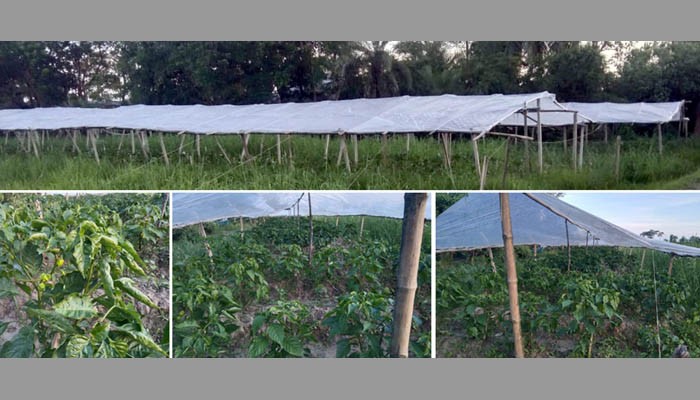 করলার অর্থনীতি তেতো হয়ে গেছে, ভরসা এখন বোম্বাই মরিচে