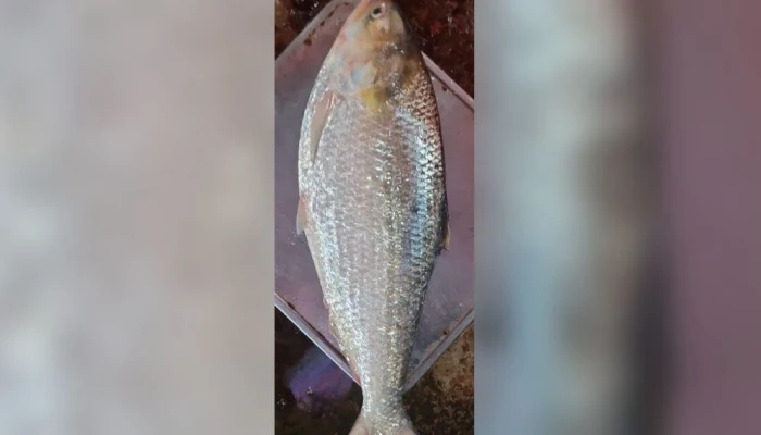 ​এক ইলিশের দাম সাড়ে ১২ হাজার