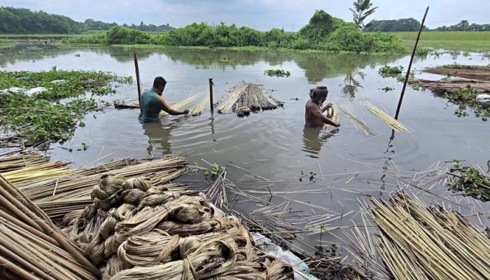 ফরিদপুরে ২ হাজার কোটি টাকার পাট চাষ