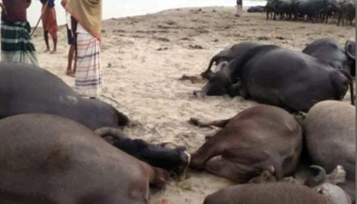 ​বজ্রাঘাতে ১১ মহিষের মৃত্যু