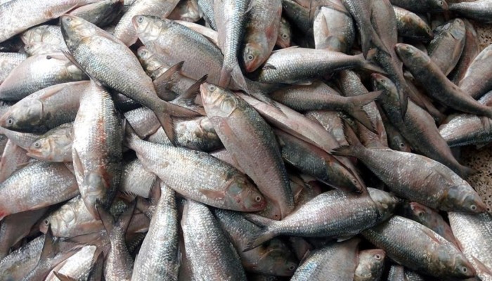 অবশেষে সাগর থেকে ইলিশ নিয়ে ফিরছেন জেলেরা