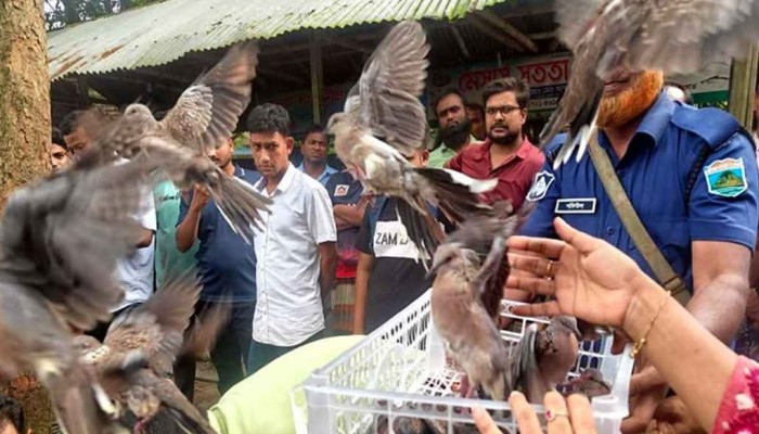 ​খোলা আকাশে উড়লো ২০০ ঘুঘু পাখি