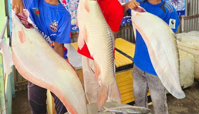 ​এক রুই ও দুই চিতল বিক্রি হলো ৮৯ হাজার টাকায়