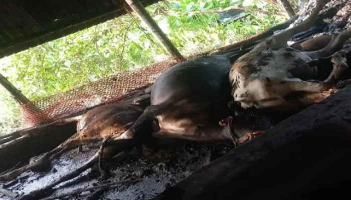 সখীপুরে কয়েলের আগুনে কৃষকের ৪ গরু পুড়ে ছাই