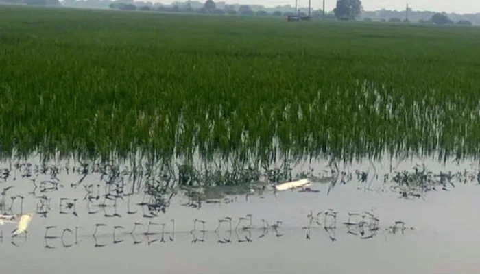 ​চাঁপাইনবাবগঞ্জে ১৪ হাজার বিঘা কৃষি নিমজ্জিত