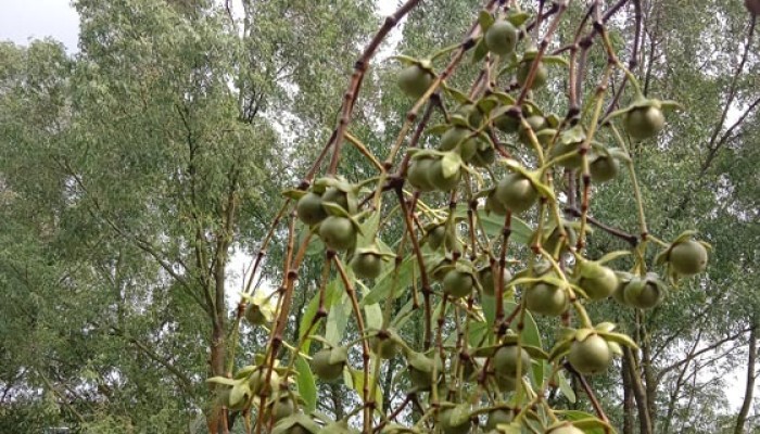 ​বর্ষাকালে সুন্দরবনের শোভা বাড়ায় কেওড়া ফল