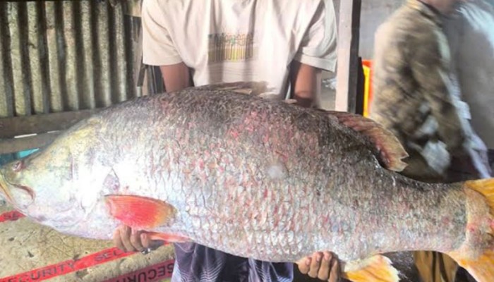 ​২৮ কেজির কোরাল বিক্রি হলো ৪২ হাজারে