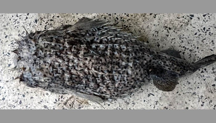 সাগরে ধরা পড়ল বিরল প্রজাতির সজারু মাছ