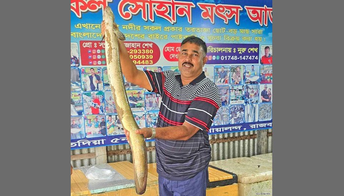 ​পদ্মায় ধরা পড়ল বিরল বাঙ্গস মাছ