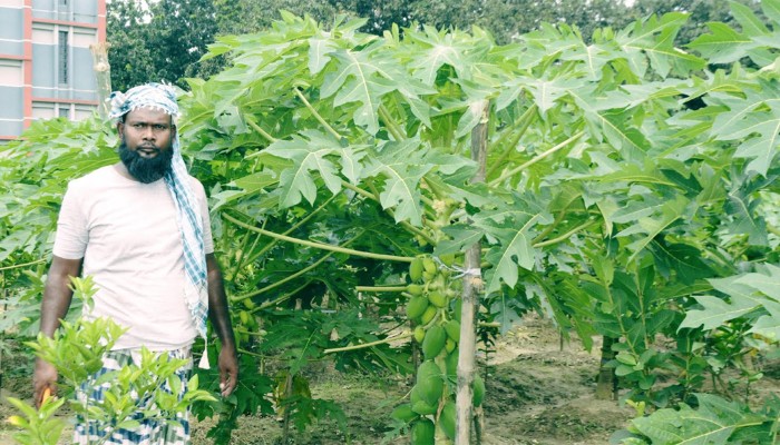 ​পেঁপে থেকে ২০ লক্ষ টাকা আয়ের আশা তোহরুলের