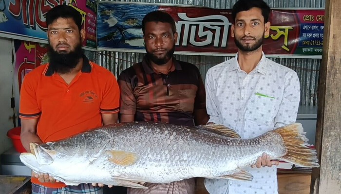 ​কুয়াকাটায় ধরা পড়ল ২৪ কেজির কোরাল