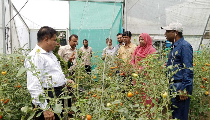 ​বেগুন গাছে টমেটো চাষে বাজিমাত শহীদুল্লাহর