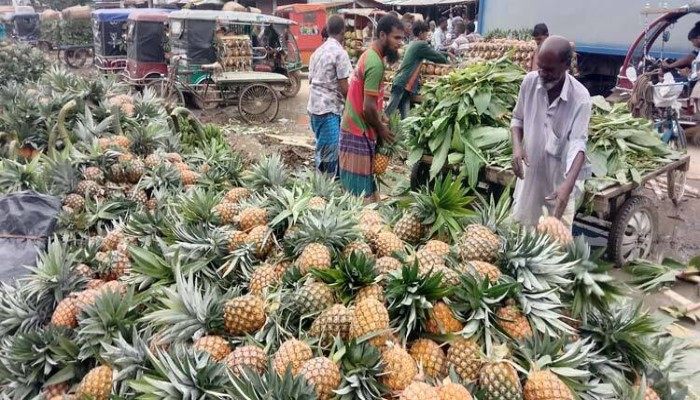 ৭৬০ কোটি টাকার আনারস বাণিজ্যের সম্ভাবনা