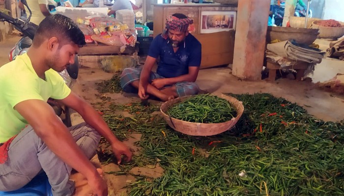 ​কাঁচামরিচের দাম কমেছে কেজিতে ৭০ টাকা