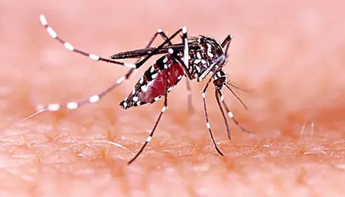 ​ডেঙ্গুতে মৃত্যু নেই, হাসপাতালে ভর্তি ৪৭০