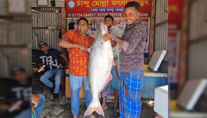 এক পাঙাশ বিক্রি সাড়ে ৬৭ হাজারে