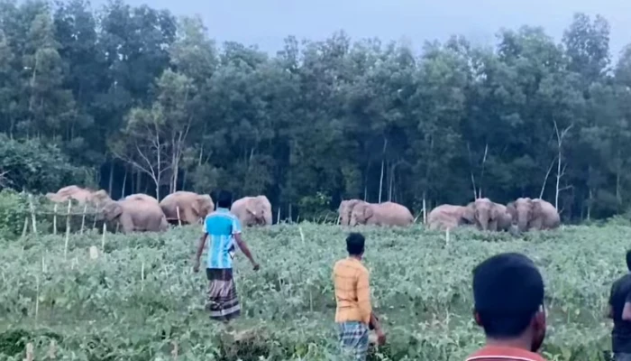 গ্রামে গ্রামে আতঙ্ক : সন্ধ্যা নামলেই পাহাড় থেকে নেমে আসছে হাতির পাল
