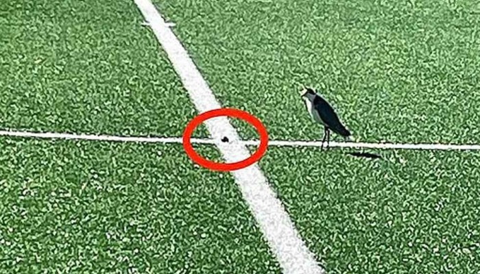 ডিম পাড়ল পাখি, বন্ধ করে দেওয়া হলো মাঠ