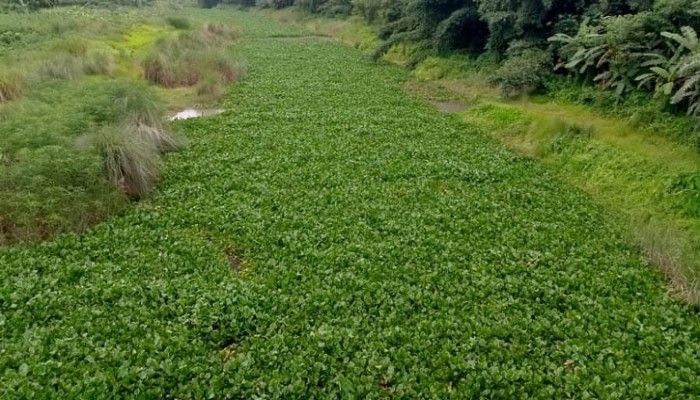 গাজীখালী নদী এখন কচুরিপানার দখলে