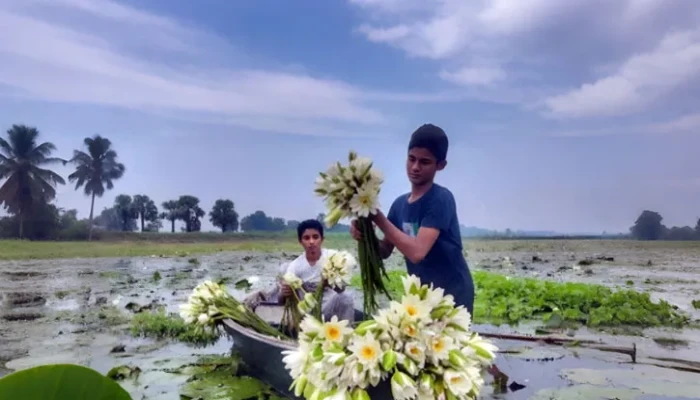 শাপলার রাজ্য সালথার খোয়াড় গ্রাম