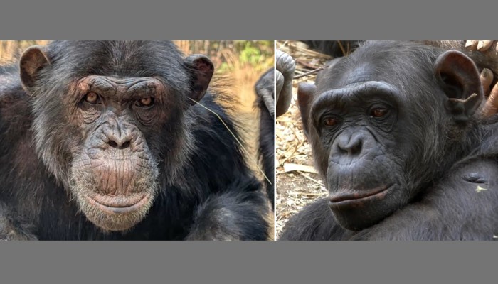 ‘ফ্যাশন ট্রেন্ডে’ গা ভাসাচ্ছে শিম্পাঞ্জিও